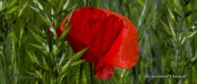 Poppies Poppies & other beauties | 05-2013 | partially 14bit RAW Video