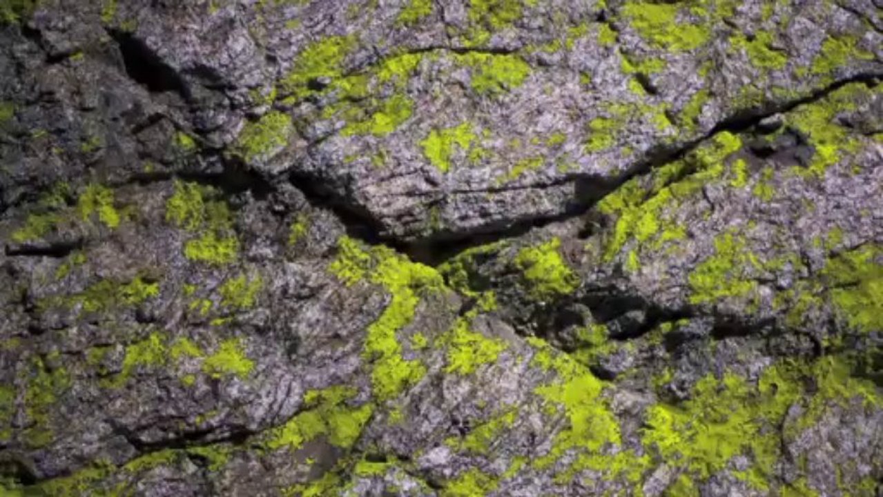 Une très belle symbiose 13/40