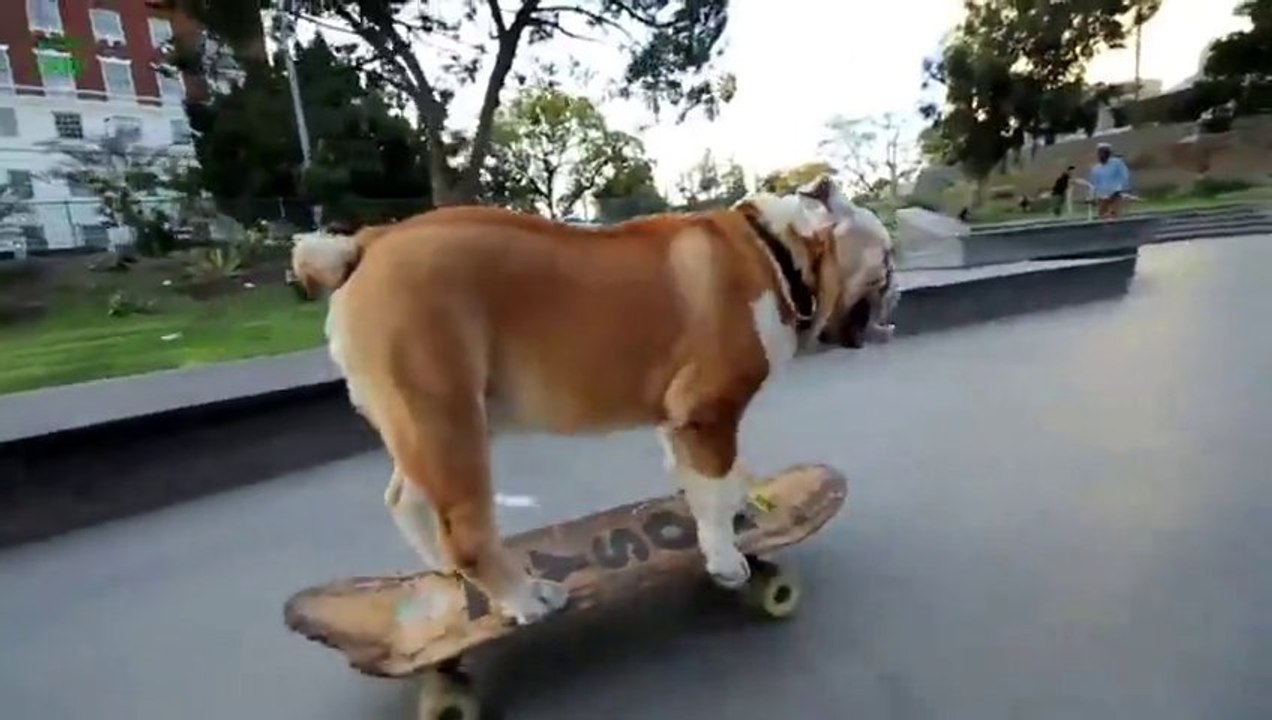 Vous aimez les Bulldogs ?! Voici les plus beaux & marrants !!