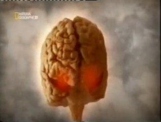 Amigdala: Miedo y cerebro