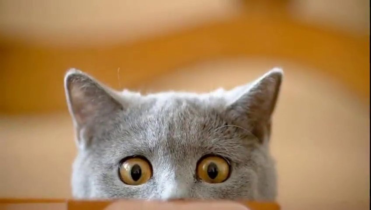 Les photos de chats & chatons les plus drôles!!