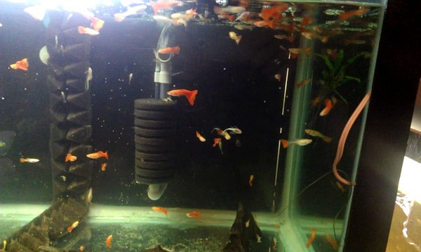 ATFG FULL RED LEPİSTES