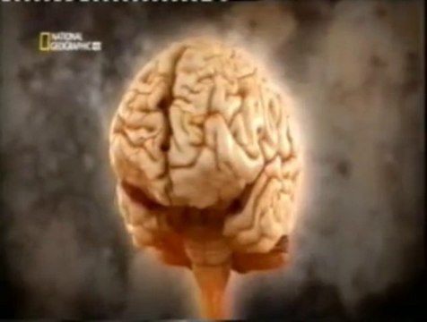 Cerebro: Percepcion del movimiento (Respuesta de orientacion)