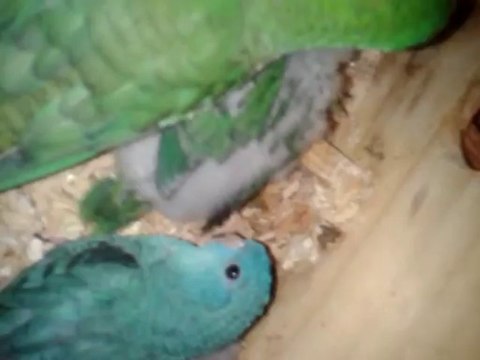 Couple de perruches Catherine et leurs perruchons