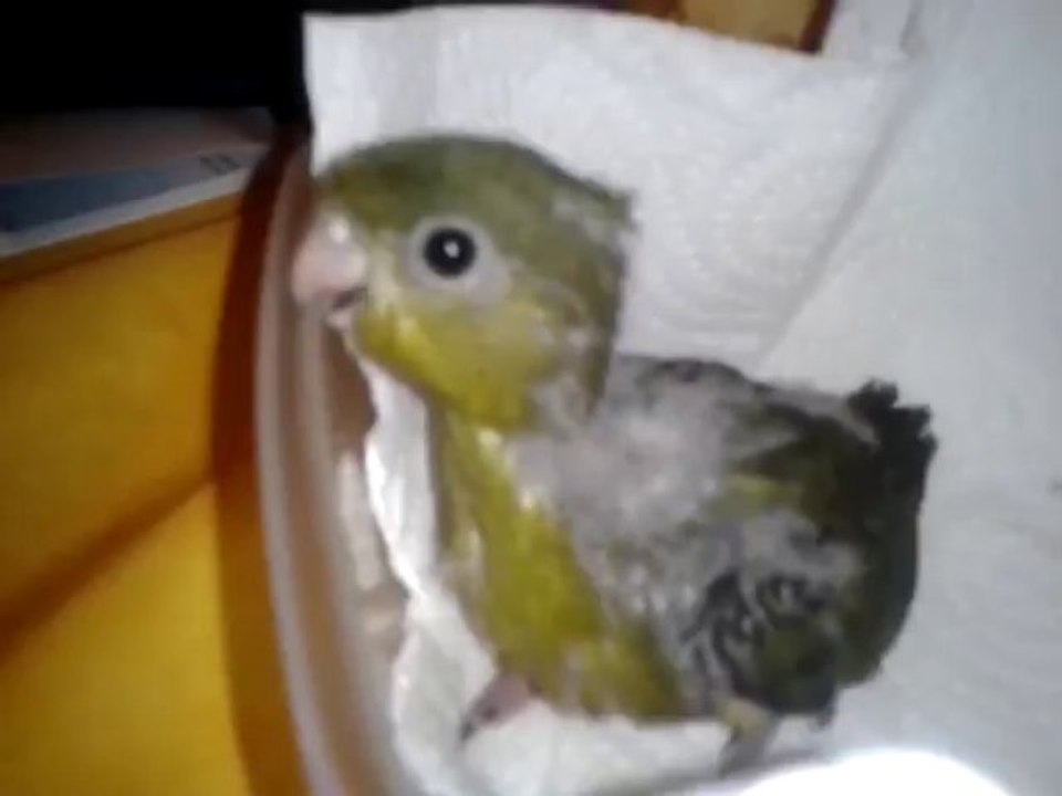 bébé perruche Catherine né le 15 octobre 2013 (1er né) presque 1 mois !