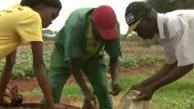 Mistrust plagues Zimbabwe farming