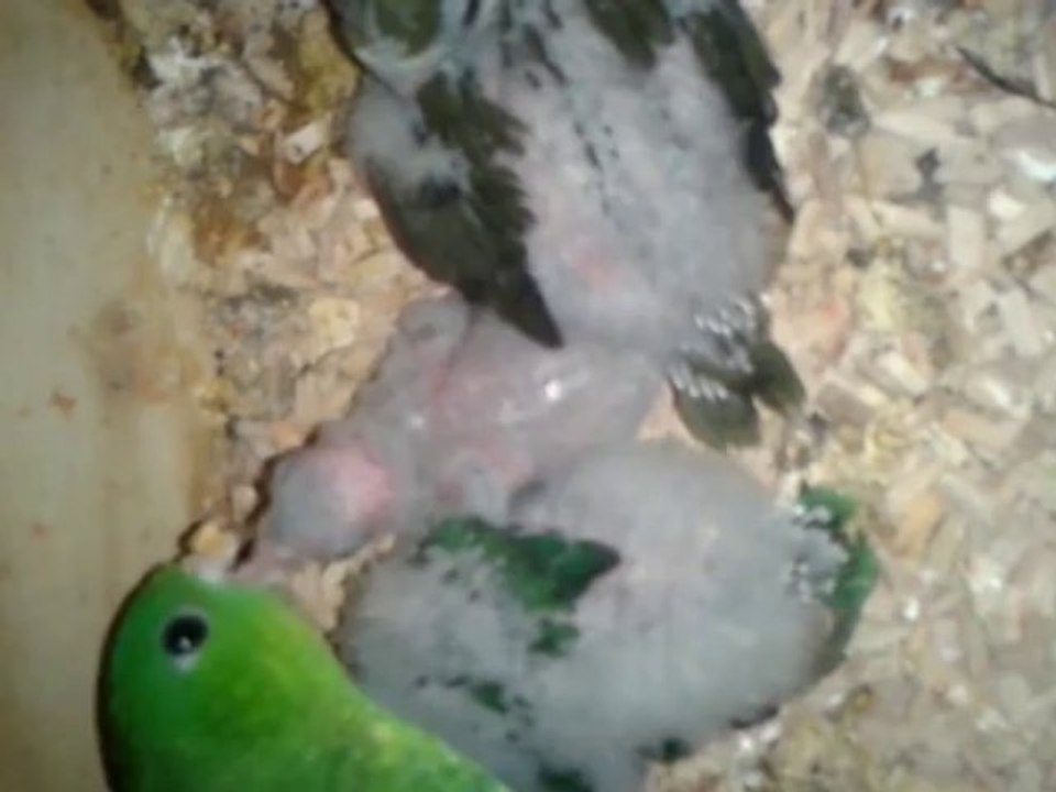 Bébés perruches Catherine 1 mois presque (nourrissage)