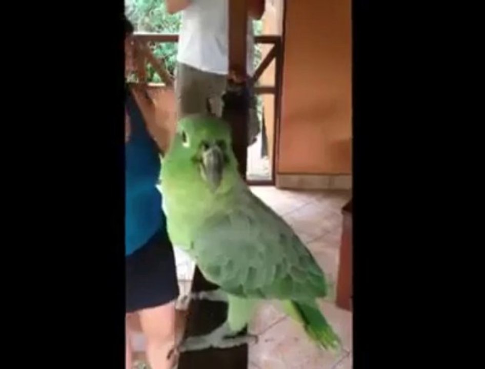 Laughing Parrot