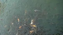 黄泥涌水塘公園