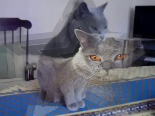 Tristesse de chartreux