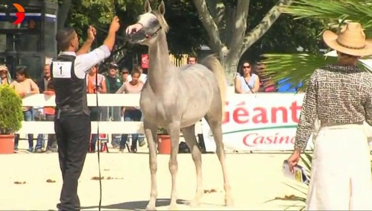 Nîmes Concours national de chevaux Pur Sang Arabes