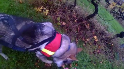 FURCAS chien loup en recherche utilitaire