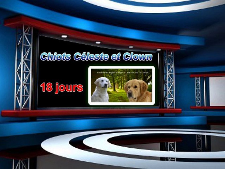 Chiots Celeste et Clown 18 jours