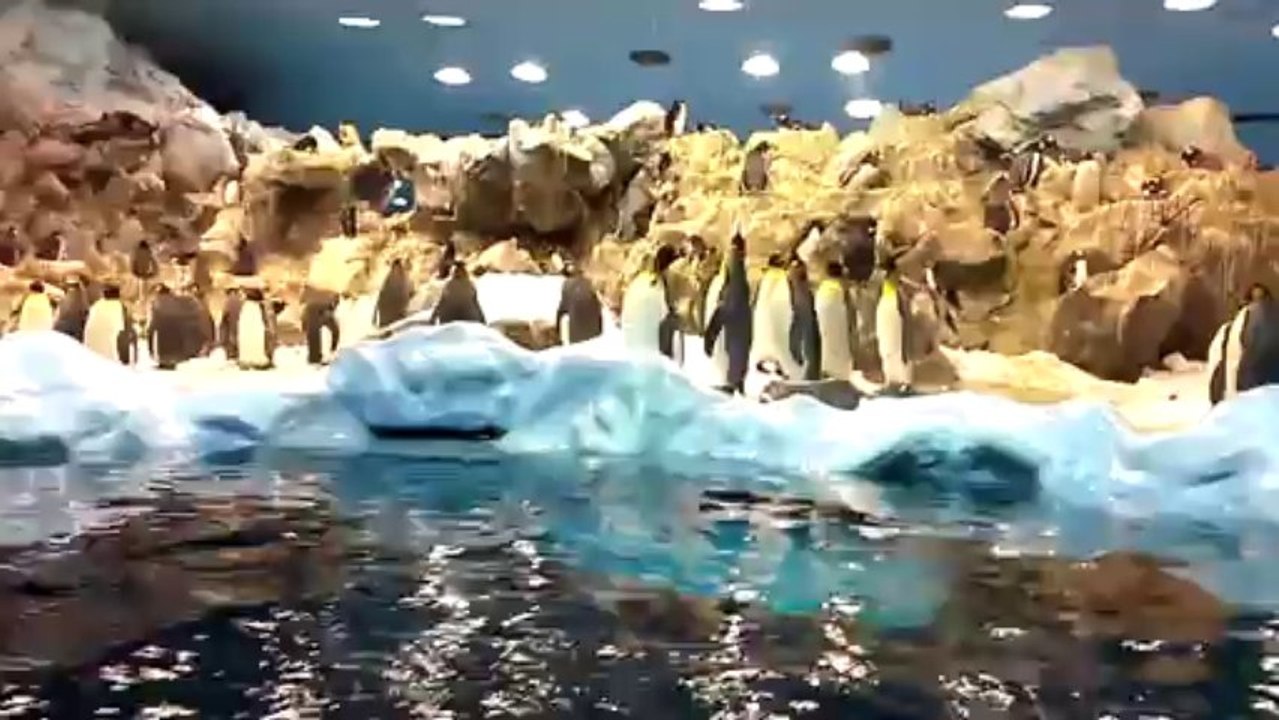 les pingouins de Loro Parque