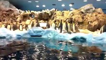 les pingouins de Loro Parque