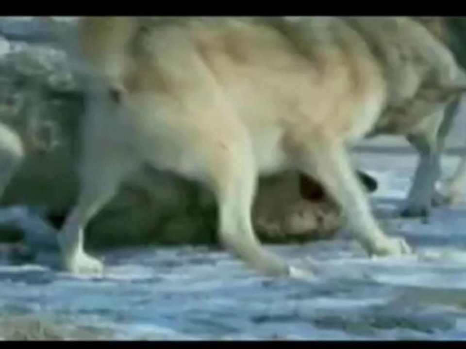 Wolves running