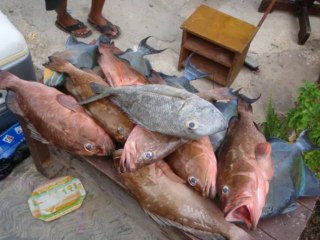 Black Dog CanDo Jig BlackDogJigging.Com