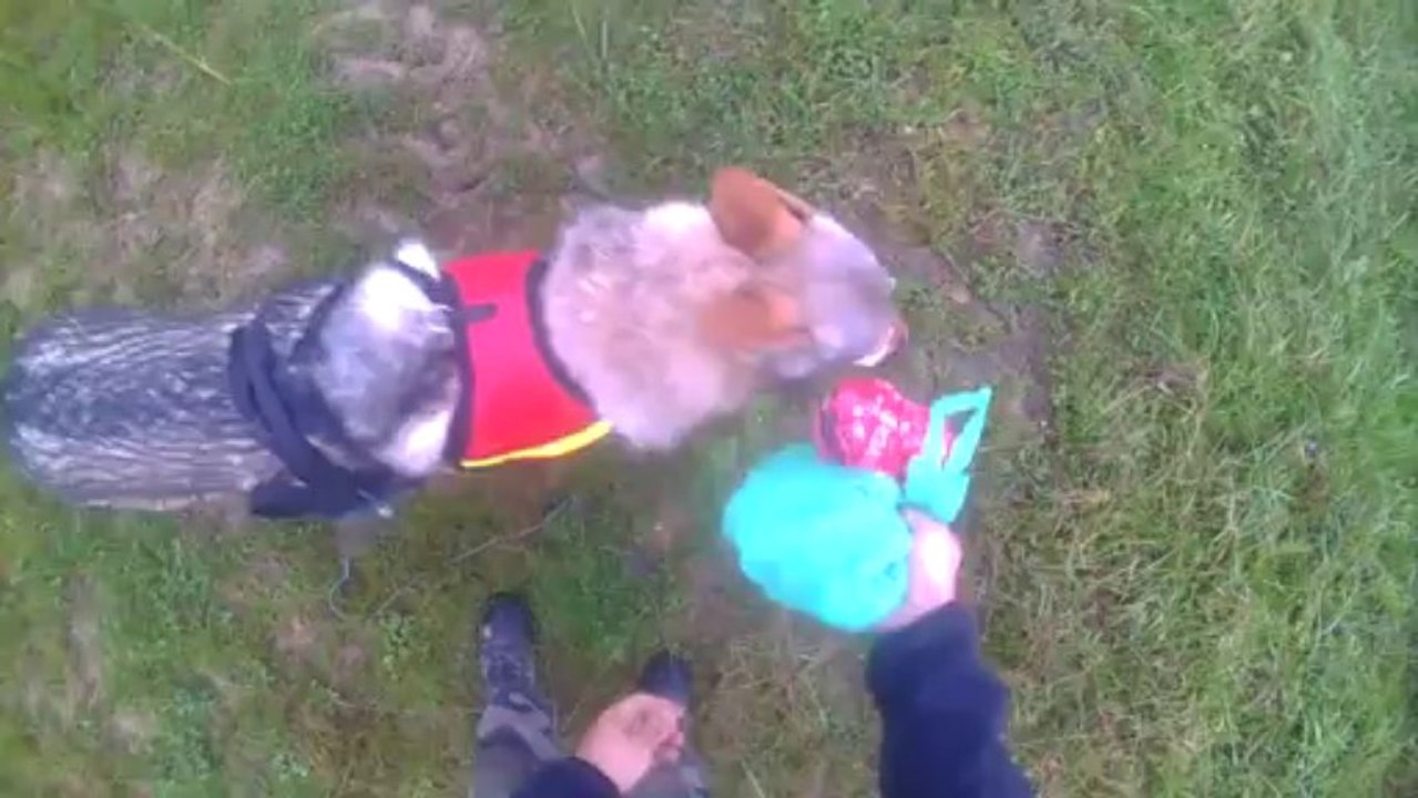 prise d'odeur en recherche utilitaire