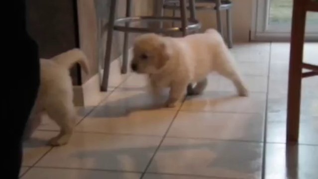 Chiots golden retriever à 6 semaines - 1