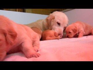 Céleste et ses chiots 19 jours
