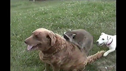 Dogs and Raccoon Are Best Friends