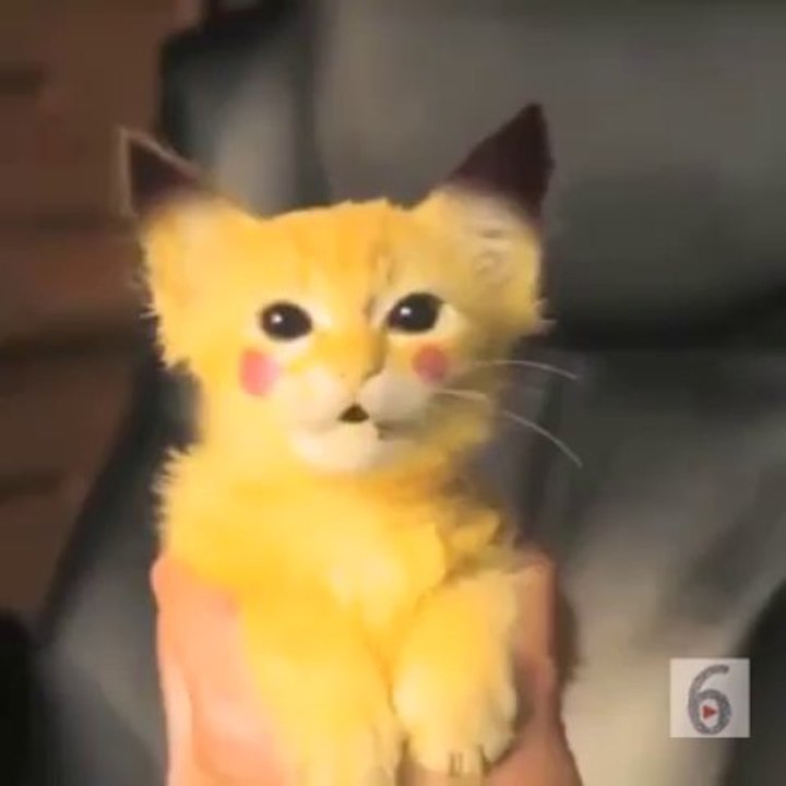 I have a Pikachu kitty