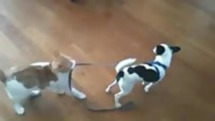 Bossy Cat Drags Dog
