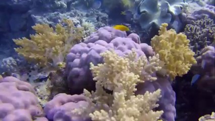 Angel Island Indonesia 2013 and snorkeling around the island