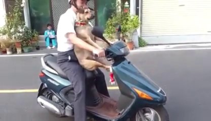 Un CHIEN conduit un SCOOTER... Enorme!