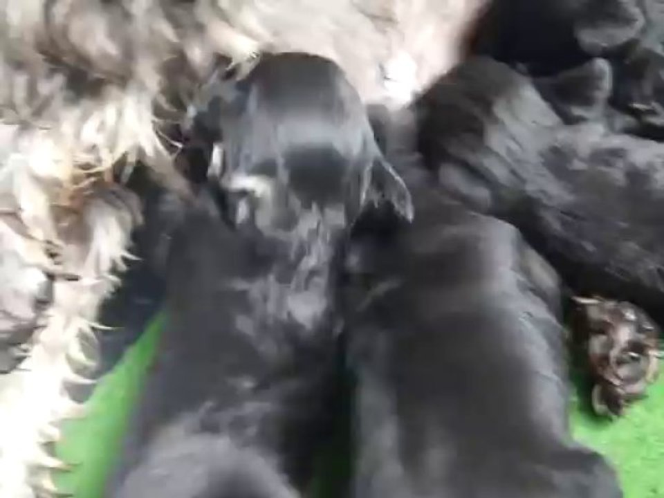 bébés Schnauzers nains noir et argent