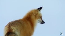 Smart red fox - Hunting under snow in an incredible way