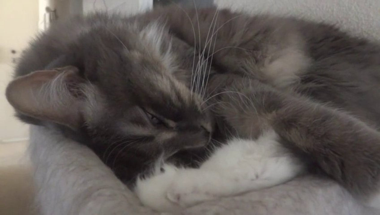 CHAT qui RONFLE en dormant. Trop Mignon!