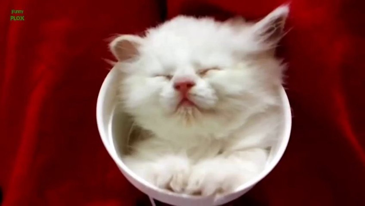 Des CHATS dans des positions bizarres - COMPILATION D'ANIMAUX MIGNONS