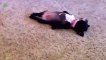 Dogs sleeping in Weird position - CUTE ANIMAL COMPILATION