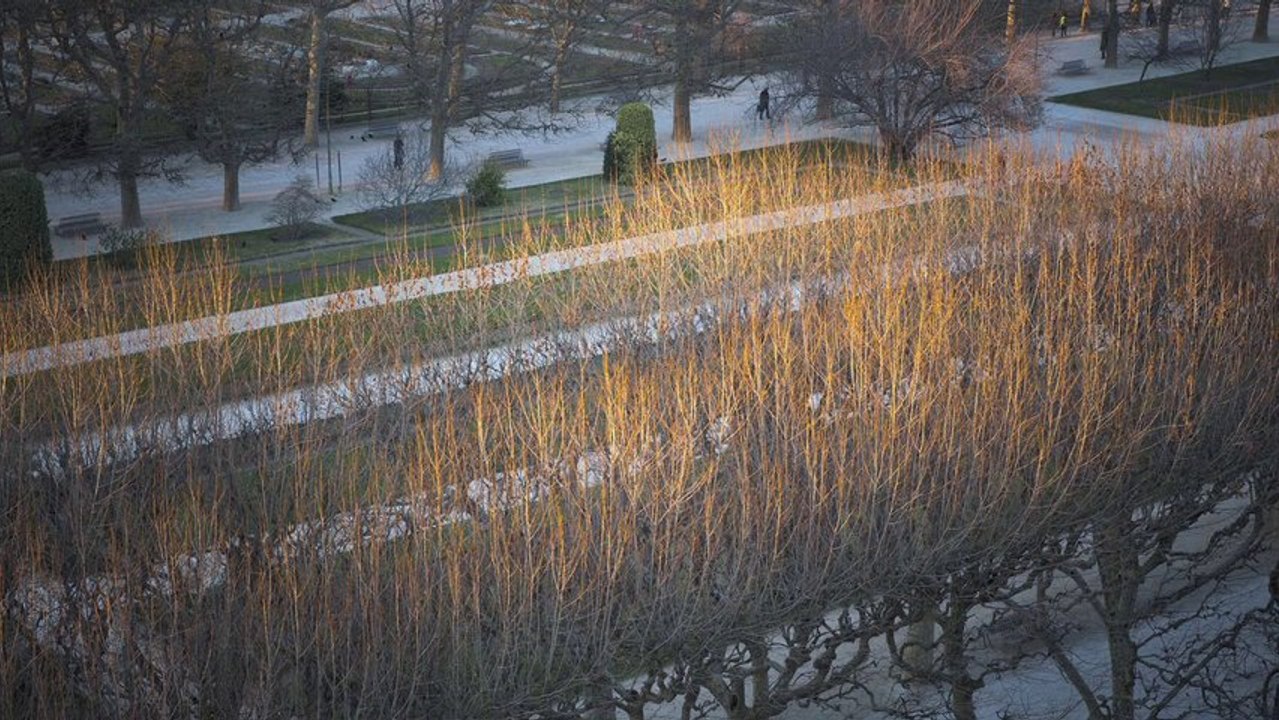 Une tranche de séquoia géant Herbier 2.0 (chronique 36/40)