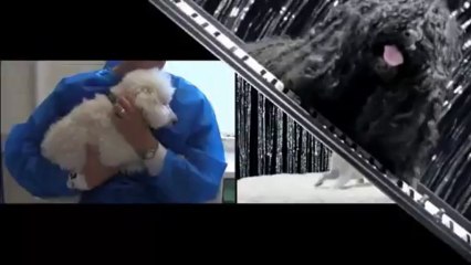 Tutti a cantare contro l'abbandono