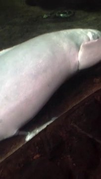 Dolphin Having Fun With Beheaded Fish Disgusting Video Dailymotion