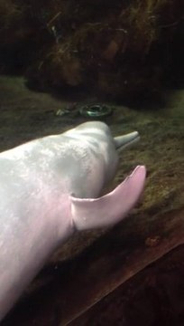 Un Dauphin se fait plaisir dans un poisson mort sans tête... Dingue!