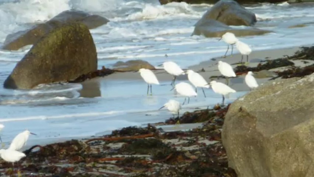 oiseaux de mer