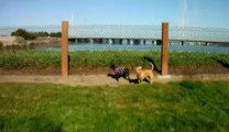 Chili & Nana @ grassy dog park- chasing each other