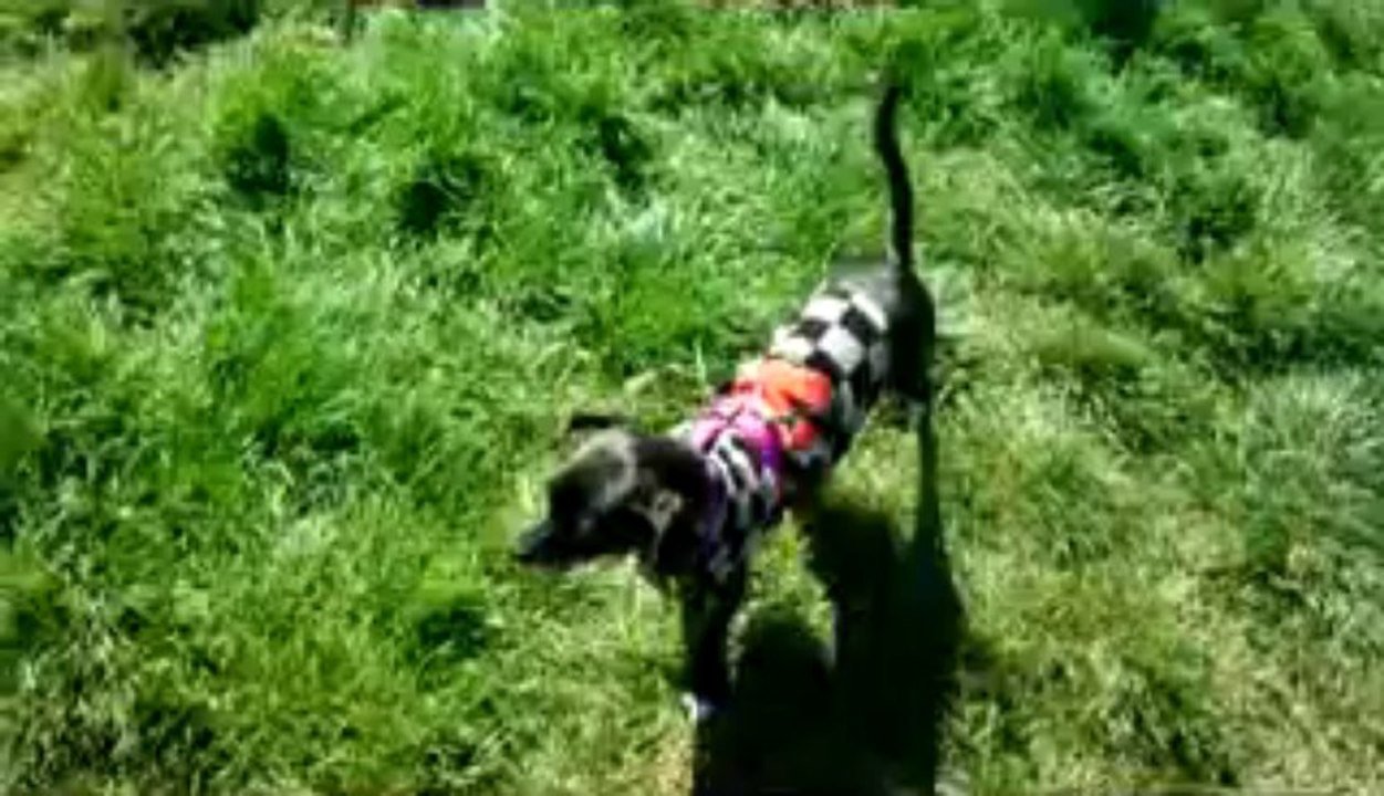 Chili chasing Ricky
