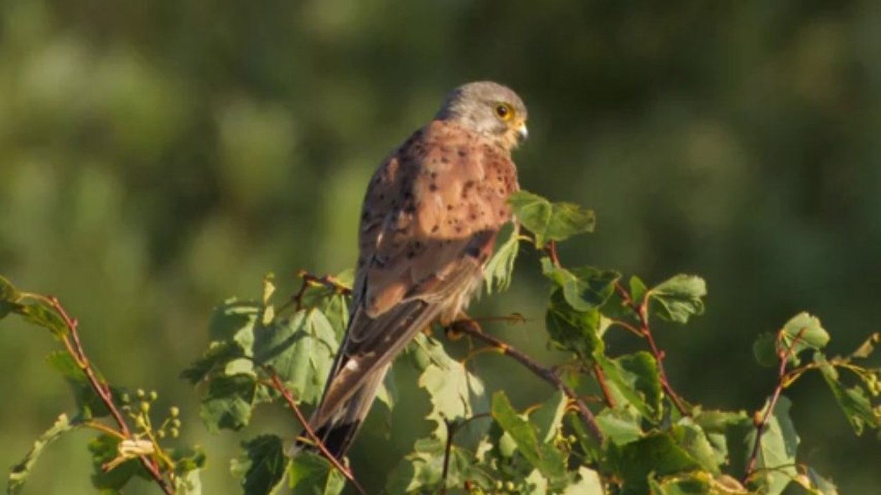 Faucon Crécerelle. Ried de Muchhausen.Visionner en HD 1080.