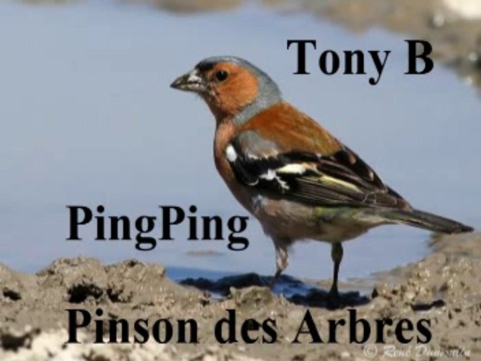 Pingmp4
