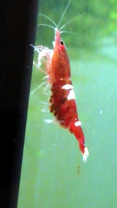 Taiwan Bee red ruby multi stripes with eggs (Fu Shrimp)