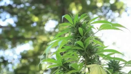 ANEP: peligros cognitivos y vinculares de la marihuana en estudiantes