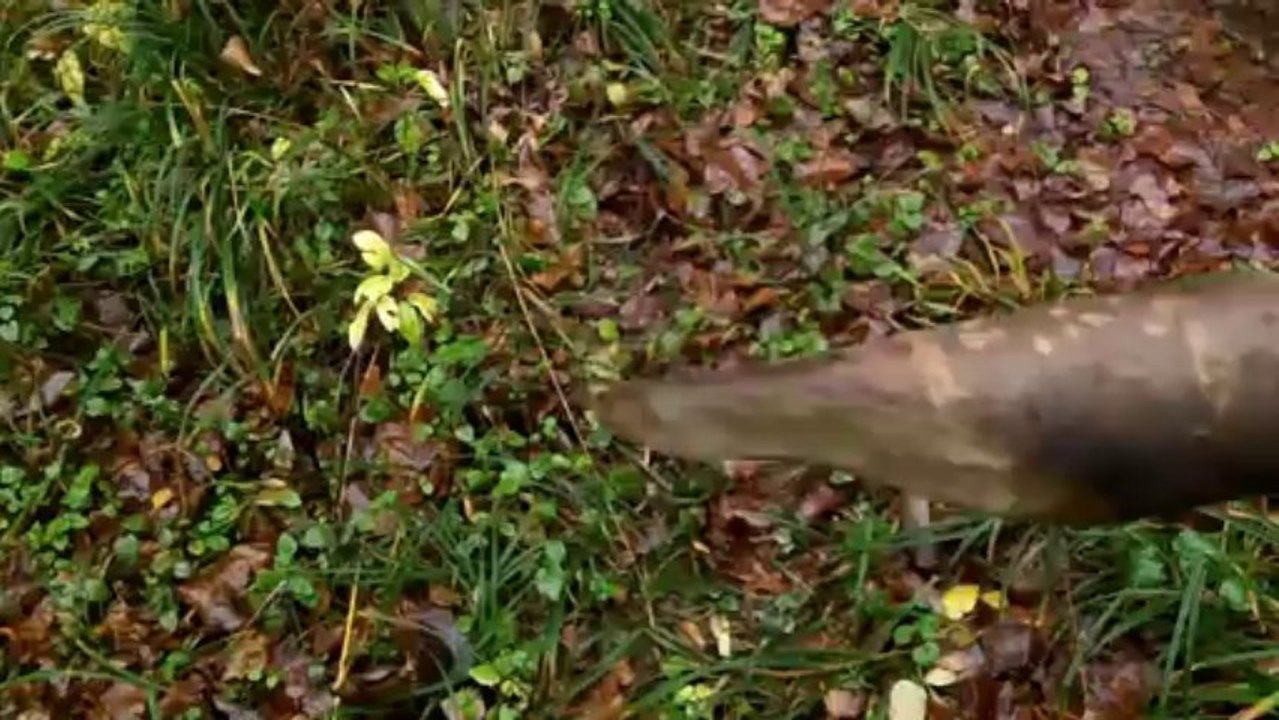 Camp Prep Testing the Canvas Poncho Tarp