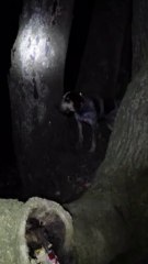 Blu and Pepper tree # 2 Saturday night 11/09/2013