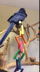 Barking hyacinth Macaw