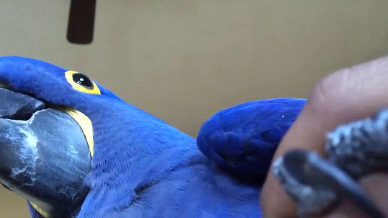 Mac