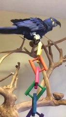 Barking hyacinth Macaw